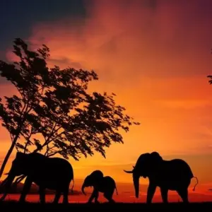 Explore Okavango & Chobe for 8 days with Encounters Travel and discover unforgettable experiences - Photo 3