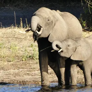 Explore The Grand Southern Safari for 20 days with Encounters Travel and discover unforgettable experiences - Photo 11