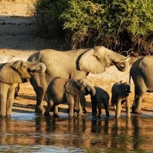 Explore Okavango & Chobe for 8 days with Encounters Travel and discover unforgettable experiences - Photo 4