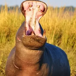 Explore Okavango & Chobe for 8 days with Encounters Travel and discover unforgettable experiences - Photo 8
