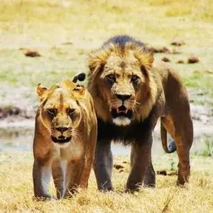 Explore Okavango & Chobe for 8 days with Encounters Travel and discover unforgettable experiences - Photo 9
