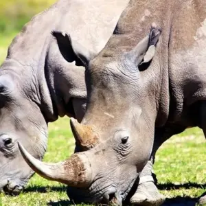 Explore Okavango & Chobe for 8 days with Encounters Travel and discover unforgettable experiences - Photo 11