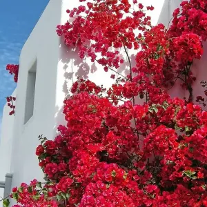 Explore Cycladic Explorer: Athens - Mykonos - Santorini( or Paros) for 10 days with Eskapas and discover unforgettable experiences - Photo 2