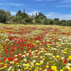 Explore Mallorca rally with Charm for 7 days with Eurobike and discover unforgettable experiences - Photo 4
