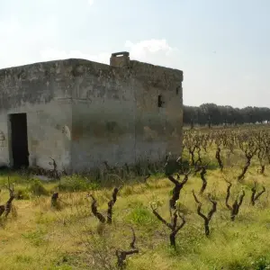 Explore Puglia Private Experience (including Matera): Great landscapes and rural heritage for 7 days with Europeando Europa and discover unforgettable experiences - Photo 2
