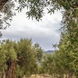 Explore Puglia Private Experience (including Matera): Great landscapes and rural heritage for 7 days with Europeando Europa and discover unforgettable experiences - Photo 3