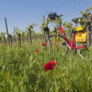 Explore Neckar, Rhine & Vines for 8 days with Eurobike and discover unforgettable experiences - Photo 5