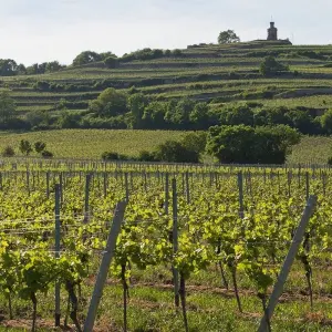 Explore Neckar, Rhine & Vines for 8 days with Eurobike and discover unforgettable experiences - Photo 7