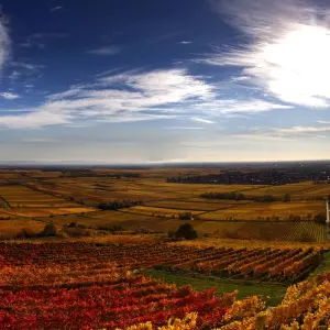 Explore Palatinate Wine Star Tour for 7 days with Eurobike and discover unforgettable experiences - Photo 2