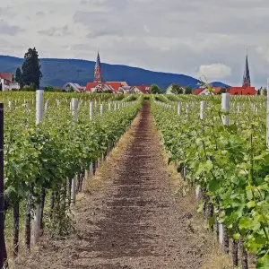 Explore Palatinate Wine Star Tour for 7 days with Eurobike and discover unforgettable experiences - Photo 3