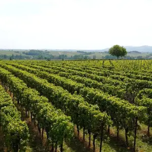 Explore Palatinate Wine Star Tour for 7 days with Eurobike and discover unforgettable experiences - Photo 7