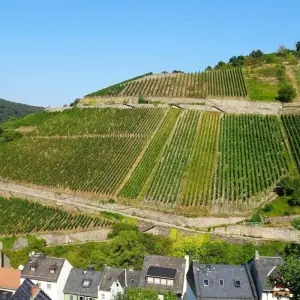 Explore Rhine Walking: Rüdesheim - Koblenz for 8 days with Eurohike and discover unforgettable experiences - Photo 9