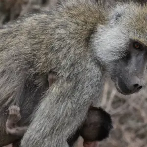 Explore 8 Days Kenya  LUXURY  Family Safari & Beach Holiday Tour for 8 days with Exciting Africa Holidays and discover unforgettable experiences - Photo 4