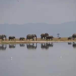 Explore 8 Days Kenya  LUXURY  Family Safari & Beach Holiday Tour for 8 days with Exciting Africa Holidays and discover unforgettable experiences - Photo 5