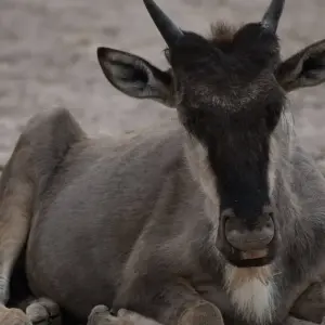 Explore 10 Days   Kenya Lodge Safari - Wildebeest Migration Safari 2025 for 10 days with Exciting Africa Holidays and discover unforgettable experiences - Photo 4