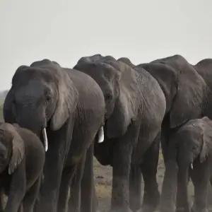 Explore 3 Days  Kenya Budget 4X4 Jeep Safari to Masai Mara for 3 days with Exciting Africa Holidays and discover unforgettable experiences - Photo 2