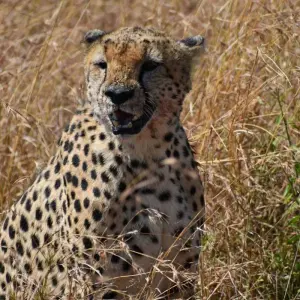 Explore 10 Days   Kenya Lodge Safari - Wildebeest Migration Safari 2025 for 10 days with Exciting Africa Holidays and discover unforgettable experiences - Photo 6