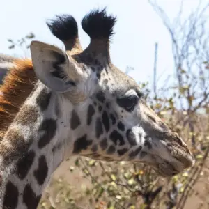 Explore 5 Days Kenya Camping Safari - Great Rift Valley and Maasai Mara for 5 days with Exciting Africa Holidays and discover unforgettable experiences - Photo 6
