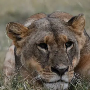 Explore 10 Days   Kenya Lodge Safari - Wildebeest Migration Safari 2025 for 10 days with Exciting Africa Holidays and discover unforgettable experiences - Photo 8