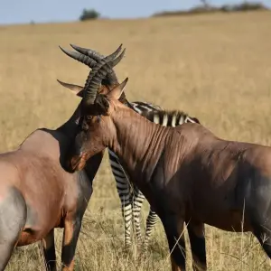 Explore 3 Days  Kenya Budget 4X4 Jeep Safari to Masai Mara for 3 days with Exciting Africa Holidays and discover unforgettable experiences - Photo 6