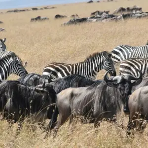 Explore 10 Days   Kenya Lodge Safari - Wildebeest Migration Safari 2025 for 10 days with Exciting Africa Holidays and discover unforgettable experiences - Photo 9