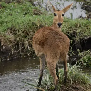Explore 6 Days  Kenya Budget Group 4x4  Safari for 6 days with Exciting Africa Holidays and discover unforgettable experiences - Photo 8