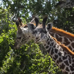 Explore 4 Days Kenya  Wildlife Lodge Small Group Safari for 4 days with Exciting Africa Holidays and discover unforgettable experiences - Photo 7