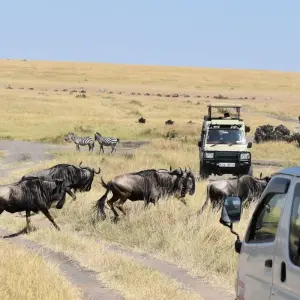 Explore 10 Days   Kenya Lodge Safari - Wildebeest Migration Safari 2025 for 10 days with Exciting Africa Holidays and discover unforgettable experiences - Photo 10