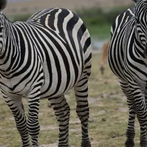 Explore 6 Days  Kenya Budget Group 4x4  Safari for 6 days with Exciting Africa Holidays and discover unforgettable experiences - Photo 10