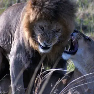 Explore 3 Days  Kenya Budget 4X4 Jeep Safari to Masai Mara for 3 days with Exciting Africa Holidays and discover unforgettable experiences - Photo 10