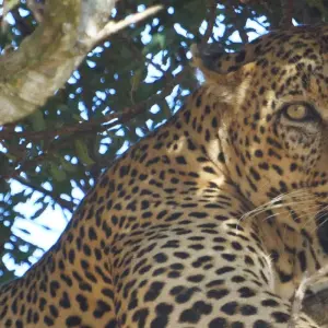 Explore 9 Day  Kenya Lodge Safari to Ark Lodge - Samburu - Bogoria and Masai Mara for 9 days with Exciting Africa Holidays and discover unforgettable experiences - Photo 9