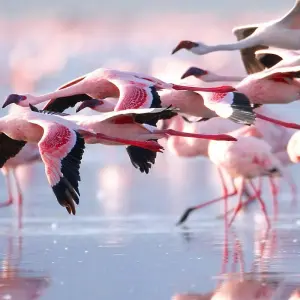 Explore 5 Days Kenya Camping Safari - Great Rift Valley and Maasai Mara for 5 days with Exciting Africa Holidays and discover unforgettable experiences - Photo 11