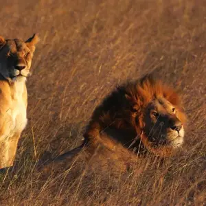 Explore 4 Days Kenya  Wildlife Lodge Small Group Safari for 4 days with Exciting Africa Holidays and discover unforgettable experiences - Photo 10