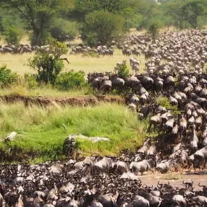 Explore 3 Days  Kenya Budget 4X4 Jeep Safari to Masai Mara for 3 days with Exciting Africa Holidays and discover unforgettable experiences - Photo 11