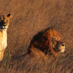 Explore 7 Days Kenya And Tanzania Migration Lodge Safari for 7 days with Exciting Africa Holidays and discover unforgettable experiences - Photo 10