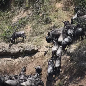 Explore 13 Day Best of  Kenya & Tanzania  Migration Safari - Midrange Camps & Lodges for 13 days with Exciting Africa Holidays and discover unforgettable experiences - Photo 3