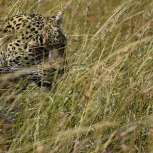 Explore 13 Day Best of  Kenya & Tanzania  Migration Safari - Midrange Camps & Lodges for 13 days with Exciting Africa Holidays and discover unforgettable experiences - Photo 6