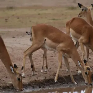 Explore 13 Day Best of  Kenya & Tanzania  Migration Safari - Midrange Camps & Lodges for 13 days with Exciting Africa Holidays and discover unforgettable experiences - Photo 7