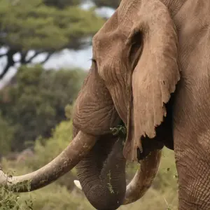 Explore 13 Day Best of  Kenya & Tanzania  Migration Safari - Midrange Camps & Lodges for 13 days with Exciting Africa Holidays and discover unforgettable experiences - Photo 8