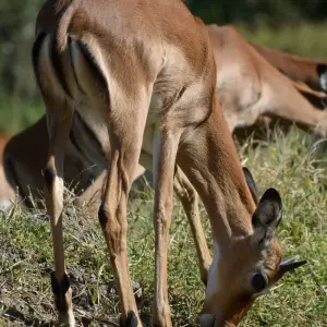 Explore 13 Day Best of  Kenya & Tanzania  Migration Safari - Midrange Camps & Lodges for 13 days with Exciting Africa Holidays and discover unforgettable experiences - Photo 9