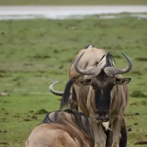 Explore 13 Day Best of  Kenya & Tanzania  Migration Safari - Midrange Camps & Lodges for 13 days with Exciting Africa Holidays and discover unforgettable experiences - Photo 10