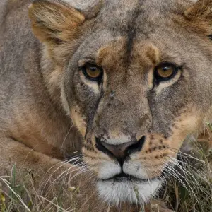 Explore 13 Day Best of  Kenya & Tanzania  Migration Safari - Midrange Camps & Lodges for 13 days with Exciting Africa Holidays and discover unforgettable experiences - Photo 11