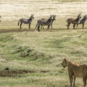 Explore Essence of Tanzania – 4-Day Luxury Safari Escape for 4 days with Exodus African Safari and discover unforgettable experiences - Photo 2