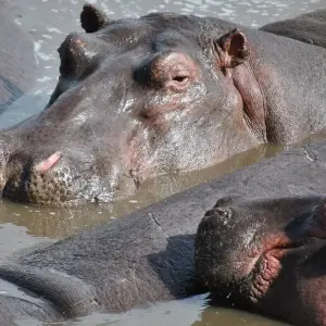 Explore 5 Days Tanzania Budget Camping Safari for 5 days with Exodus African Safari and discover unforgettable experiences - Photo 2