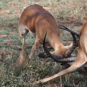 Explore 5 Days Tanzania Budget Camping Safari for 5 days with Exodus African Safari and discover unforgettable experiences - Photo 3