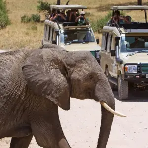 Explore 5 Day Mid - Range Best of Tanzania Safari for 5 days with Exodus African Safari and discover unforgettable experiences - Photo 3