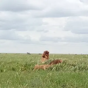 Explore 6 Day Great Migration Safari Serengeti/Ndutu Area for 6 days with Exodus African Safari and discover unforgettable experiences - Photo 5
