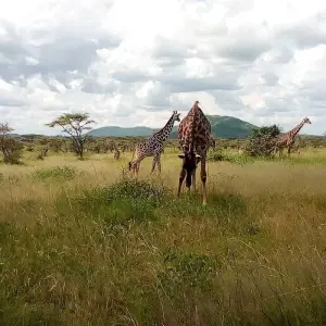 Explore 6 Day Great Migration Safari Serengeti/Ndutu Area for 6 days with Exodus African Safari and discover unforgettable experiences - Photo 6