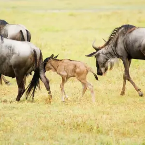 Explore 6 Day Great Migration Safari Serengeti/Ndutu Area for 6 days with Exodus African Safari and discover unforgettable experiences - Photo 7