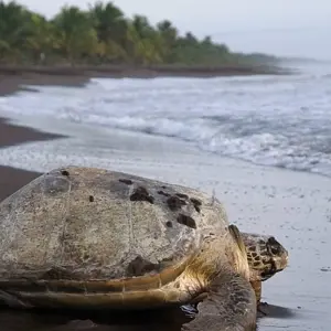 Explore Discover Costa Rica for 15 days with Exodus Adventure Travels and discover unforgettable experiences - Photo 2
